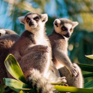 [英文哄睡] The Jungles of Madagascar