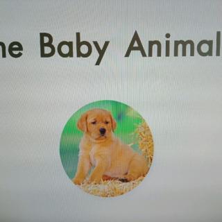 The baby animals