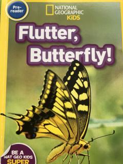 Flutter butterfly