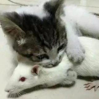 幼儿睡前故事《猫咪和七只小白鼠》