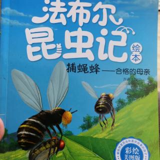 捕蝇蜂～合格的母亲《法布尔昆虫记绘本》