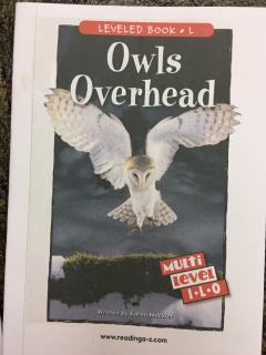 Owls Overhead