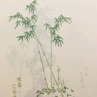 窗前茶花