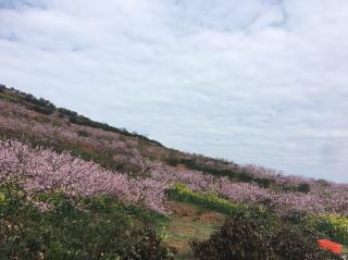 蝙蝠和雷达