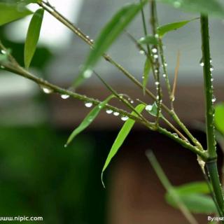 《珍珠雨》矫子越