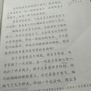 蝙蝠与雷达