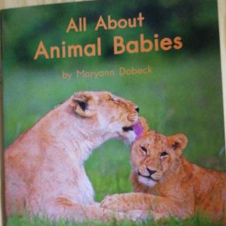All About Animal Babies  20190918