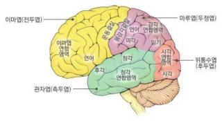 뇌 적기 교육6