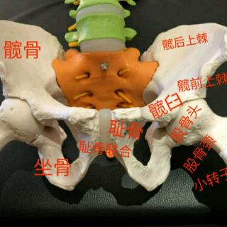 盆骨修复（4）