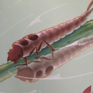 石蚕～机智的潜水旅行家《法布尔昆虫记绘本》