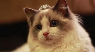 公主👸的猫🐱