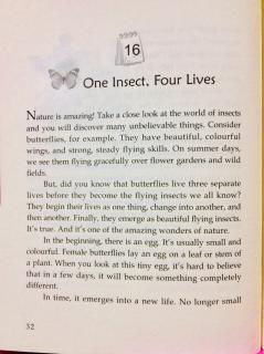 7-16 🦋One Insect，Four Lives