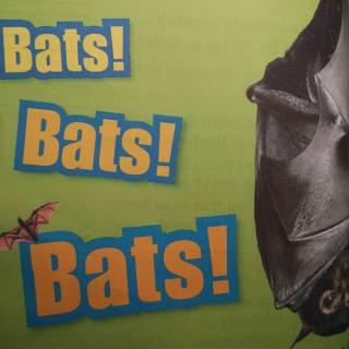 20190923 bats bats bats