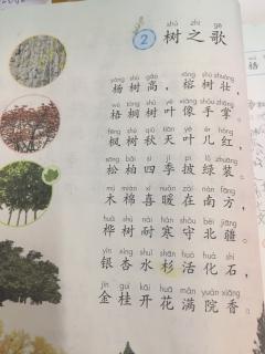 树之歌 二年级语文上册