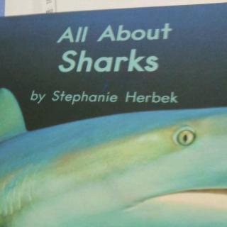 All about sharks 31