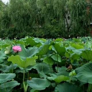 《雷雨》郭芋灿