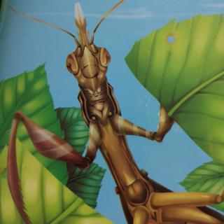 椎头螳螂被误会的怪物法布尔昆虫记绘本