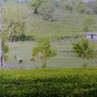 原始生态～谷花茶、雨水茶