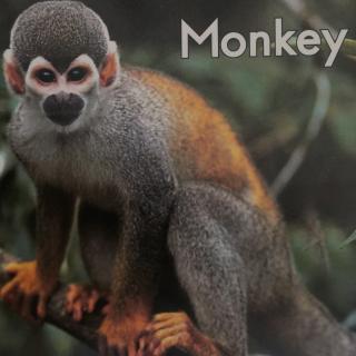 Monkey