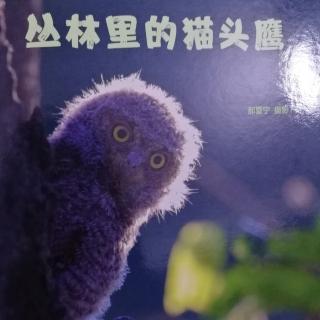 丛林里的猫头鹰