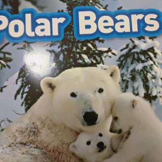 9.27  polar bears penny23