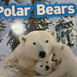 9.28 polar bears penny23