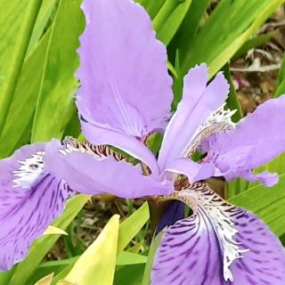 十二月花名9.28林雨成