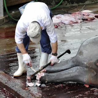日本人几乎不吃鲸鱼肉，为什么还是热衷于捕鲸？
