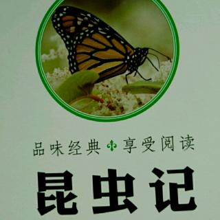 昆虫记——黄蜂1