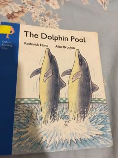 the dolphin pool