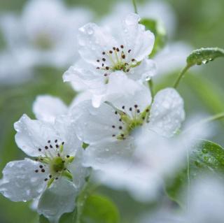 《会唱歌的鸢尾花》