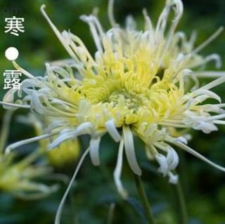 【小鱼姐姐讲24节气】--寒露