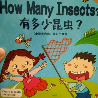 《How  Many  Insects?  有多少昆虫？》