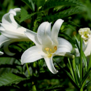 心田上的百合花