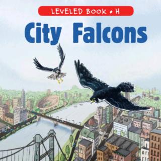 MiuMiu 1003 City Falcons