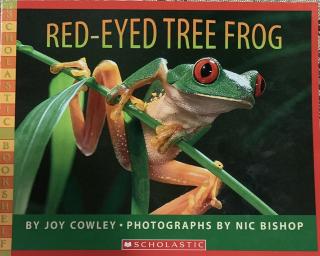 RED-EYED TREE FROG