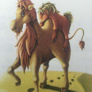 小马与骆驼