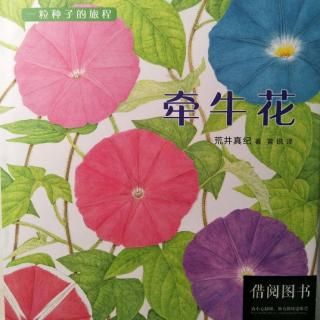 MM《一粒种子的旅程.牵牛花》【日】荒井真纪