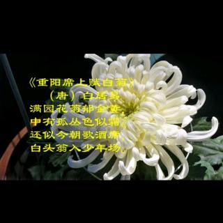 《重阳席上赋白菊》唐/白居易