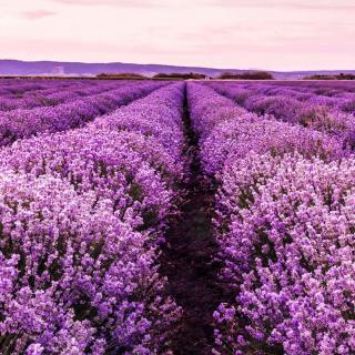 [英文哄睡] The Lavender Valley