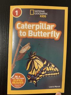 caterpillar to butterfly