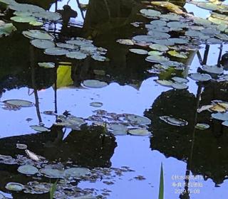 奉真读 李白《子夜吴歌·秋歌》