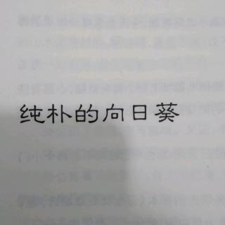 纯朴的向日葵   一