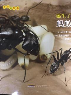 生命的故事之《诞生了！蚂蚁🐜》