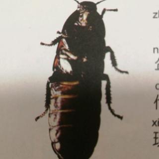 蟑螂为什么能生存3.5亿年阅读打卡第485天