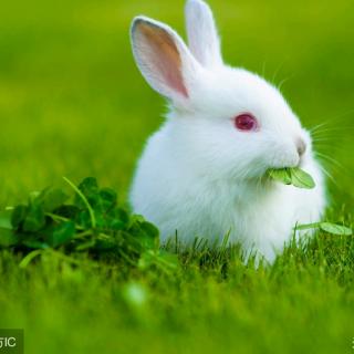 小白兔爱比美