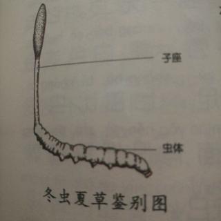 为什么冬虫夏草冬天是虫，夏天是草阅读打卡第486天