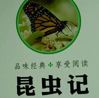 昆虫记——黄蜂2