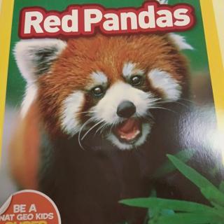 10.12 red pandas penny23