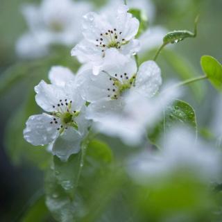 带雨的花🌸